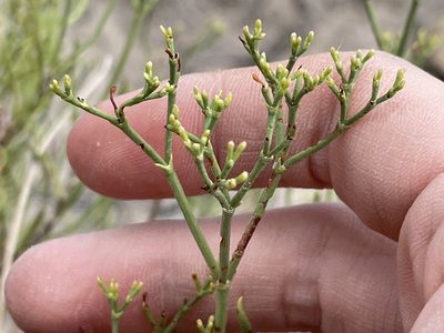 Eriogonum leptophyllum, photographed by Bobby McCabe