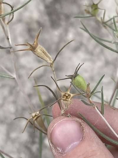 Mentzelia sivinskii, photographed by Bobby McCabe