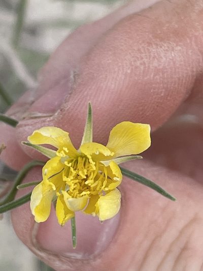 Mentzelia sivinskii, photographed by Bobby McCabe