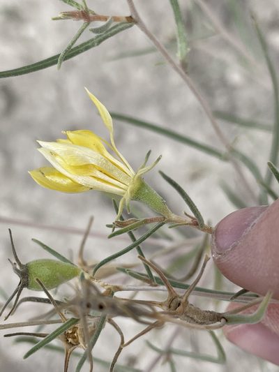 Mentzelia sivinskii, photographed by Bobby McCabe