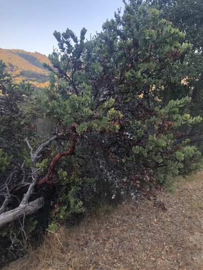Arctostaphylos refugioensis, photographed by Justin Paulin