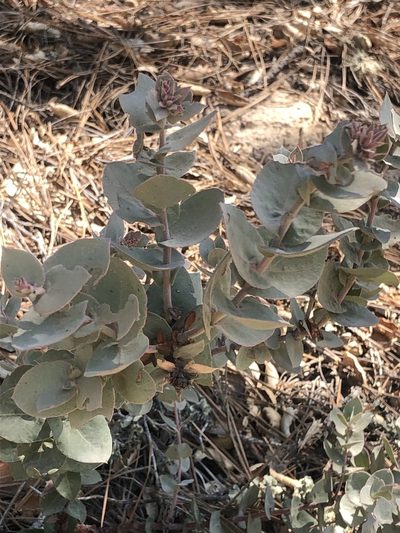 Arctostaphylos luciana, photographed by Justin Paulin