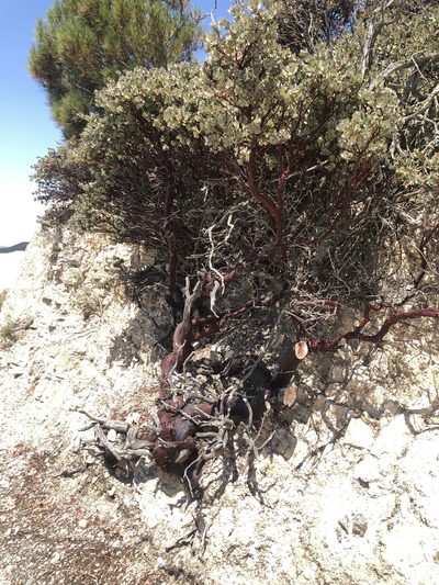 Arctostaphylos luciana, photographed by Justin Paulin