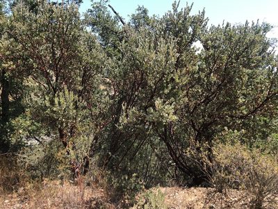 Arctostaphylos obispoensis, photographed by Justin Paulin