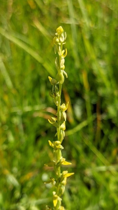 Platanthera yosemitensis, photographed by My-Lan Le