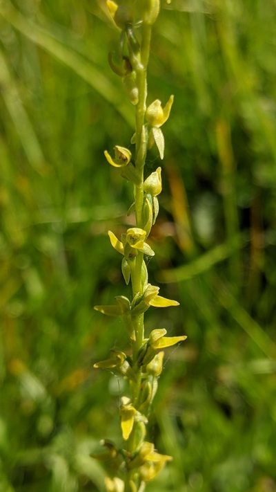 Platanthera yosemitensis, photographed by My-Lan Le