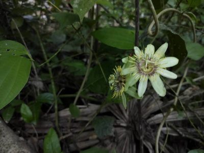 Passiflora rovirosae, photographed by Diana Fuentes