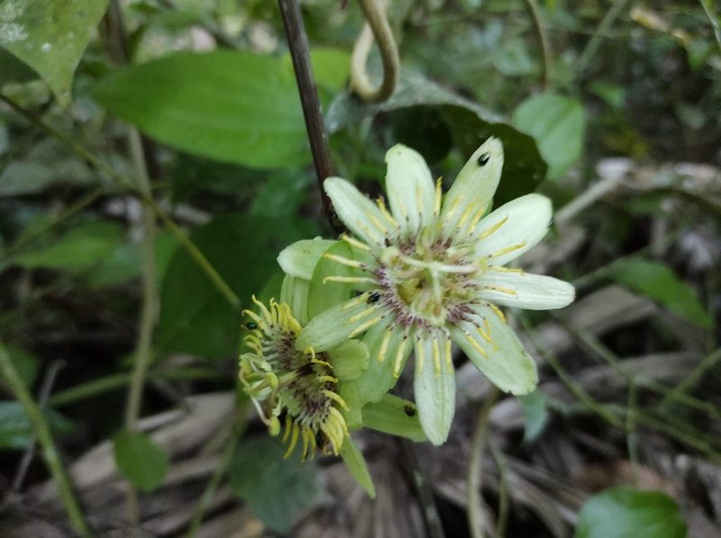 Passiflora rovirosae, photographed by Diana Fuentes