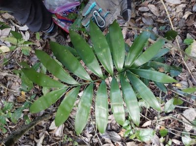 Zamia prasina, photographed by Diana Fuentes