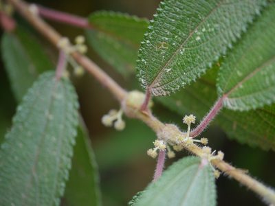 Debregeasia longifolia, photographed by Dinesh Valke