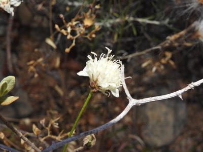 Cephalaria leucantha, photographed by Duarte Frade