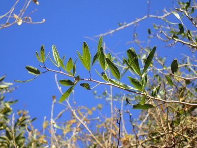 Searsia gueinzii, photographed by Mahomed Desai
