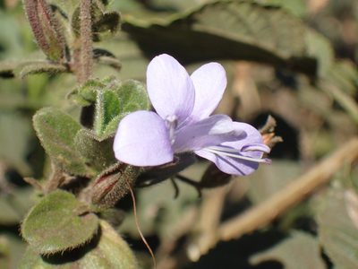 Barleria obtusa, photographed by Mahomed Desai