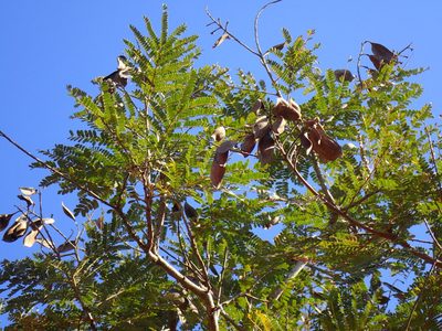 Peltophorum africanum, photographed by Mahomed Desai