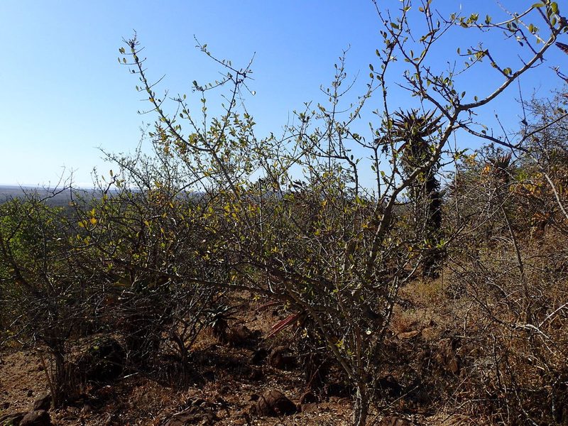 Strychnos madagascariensis, photographed by Mahomed Desai