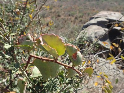 Cissus rotundifolia, photographed by Mahomed Desai