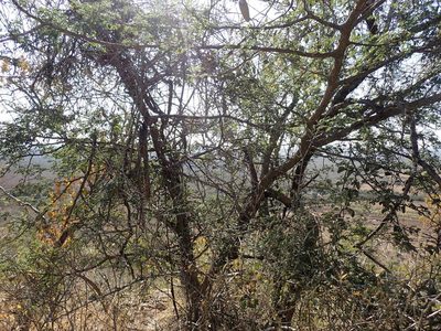 Senegalia burkei, photographed by Mahomed Desai