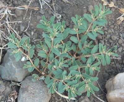 Euphorbia glyptosperma, photographed by dougbrown