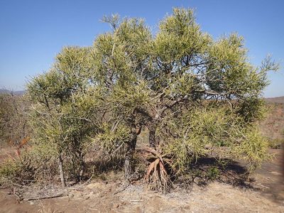Euphorbia tirucalli, photographed by Mahomed Desai