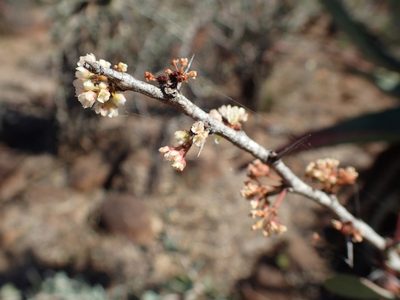 Gymnosporia glaucophylla, photographed by Mahomed Desai