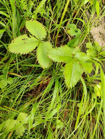 Fragaria nubicola, photographed by Name