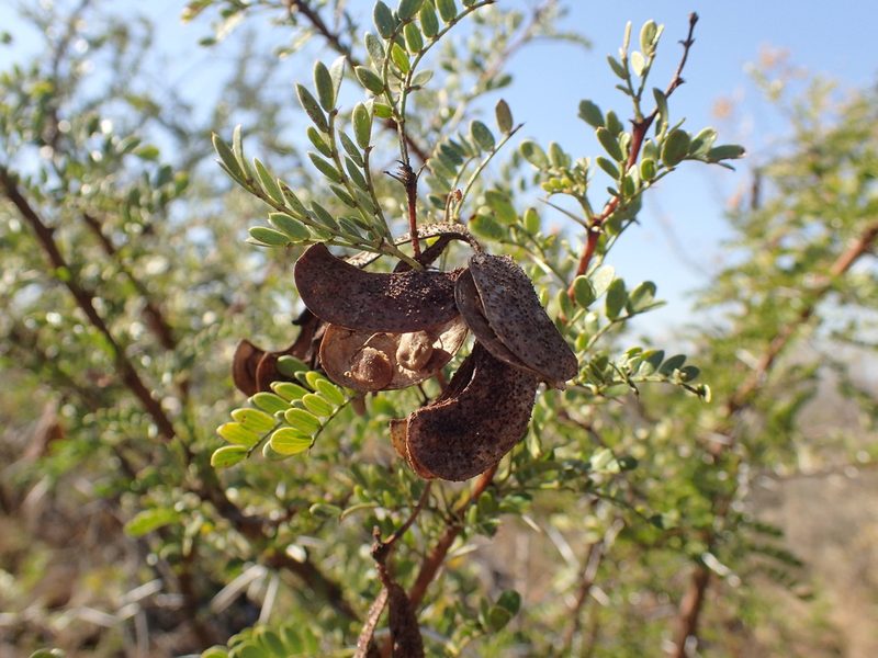 Vachellia swazica, photographed by Mahomed Desai