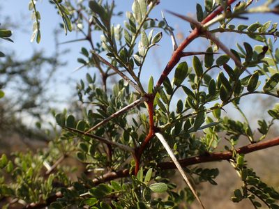 Vachellia swazica, photographed by Mahomed Desai