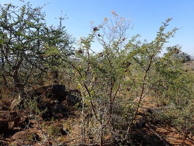 Vachellia swazica, photographed by Mahomed Desai