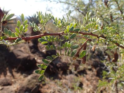 Vachellia swazica, photographed by Mahomed Desai