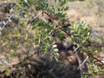 Vachellia swazica, photographed by Mahomed Desai