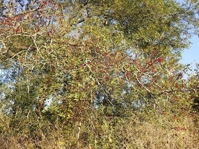 Schotia brachypetala, photographed by Mahomed Desai