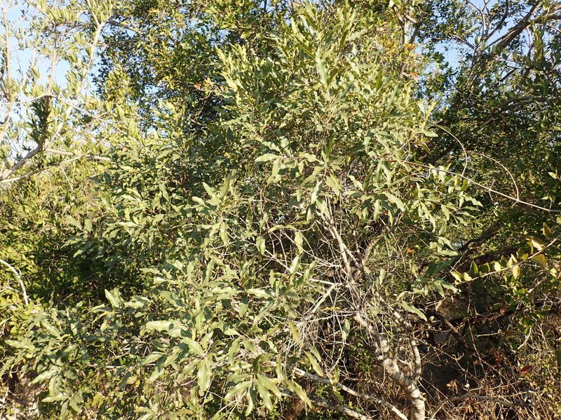 Euclea divinorum, photographed by Mahomed Desai