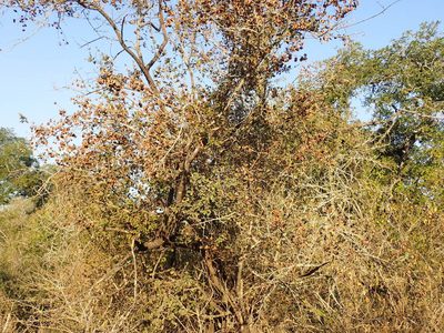 Combretum hereroense, photographed by Mahomed Desai