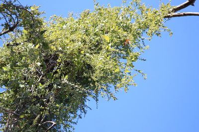 Cocculus hirsutus