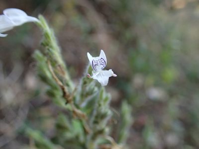 Hypoestes forskaolii, photographed by Mahomed Desai