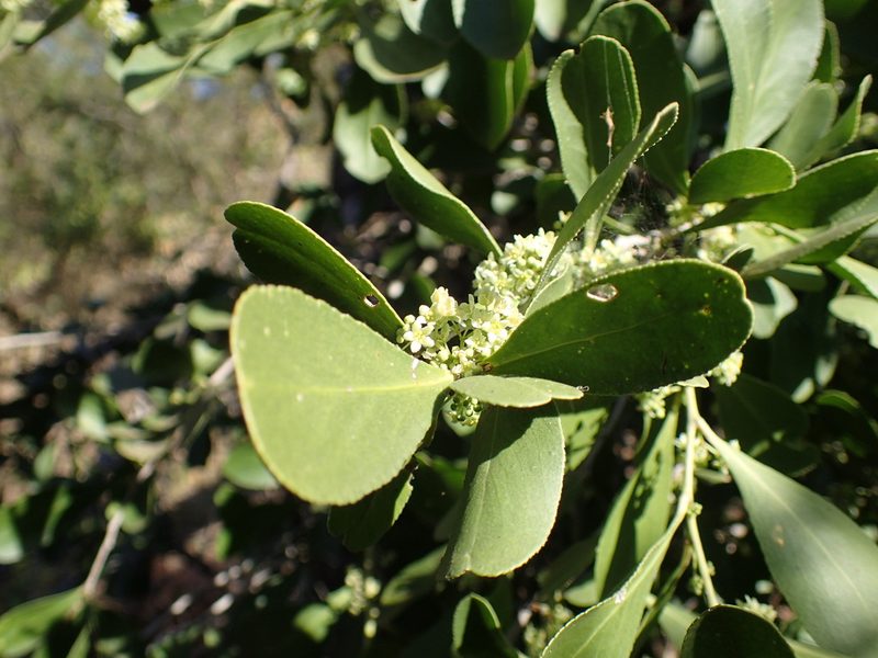 Gymnosporia senegalensis, photographed by Mahomed Desai