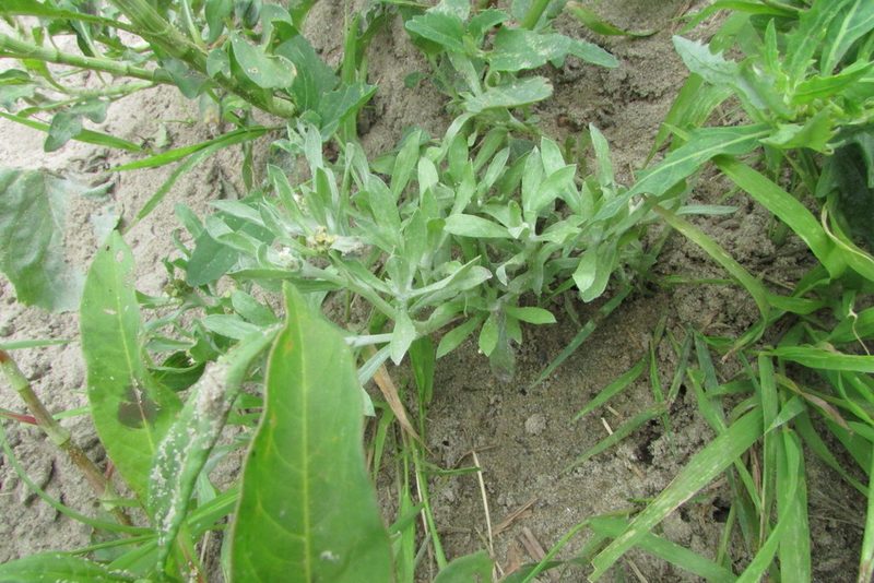 Gnaphalium rossicum, photographed by Татьяна Горбушина