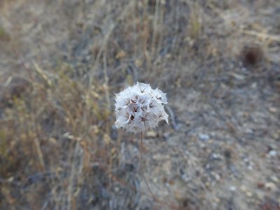 Armeria macrophylla, photographed by Duarte Frade