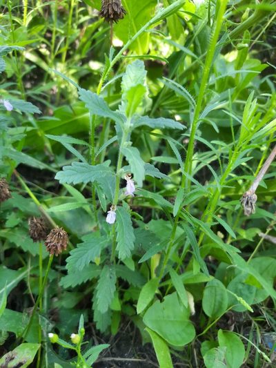 Teucrium scordium, photographed by Дмитрий Дунин