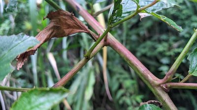 Rubus fraxinifolius, photographed by Cheng-Te Hsu
