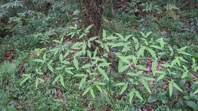 Dicranopteris tetraphylla, photographed by Cheng-Te Hsu