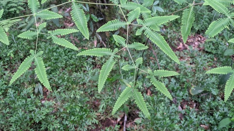 Dicranopteris tetraphylla, photographed by Cheng-Te Hsu