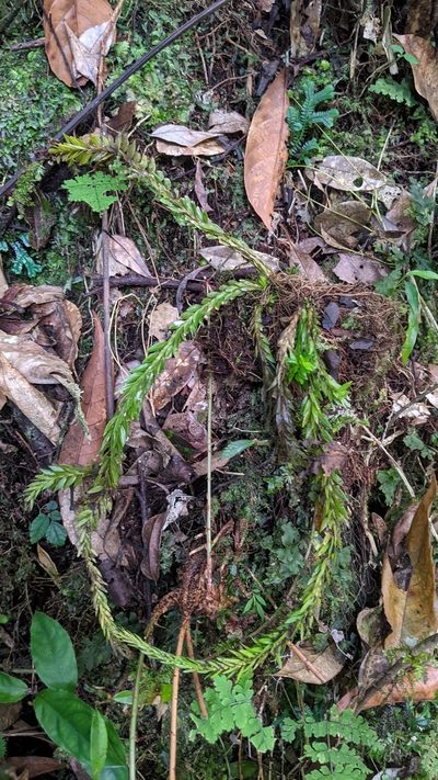 Phlegmariurus fordii, photographed by Cheng-Te Hsu