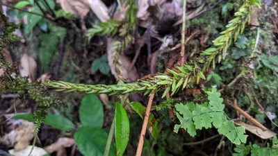 Phlegmariurus fordii, photographed by Cheng-Te Hsu