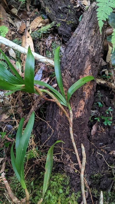 Pinalia formosana, photographed by Cheng-Te Hsu