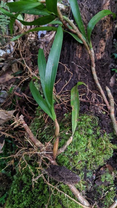 Pinalia formosana, photographed by Cheng-Te Hsu