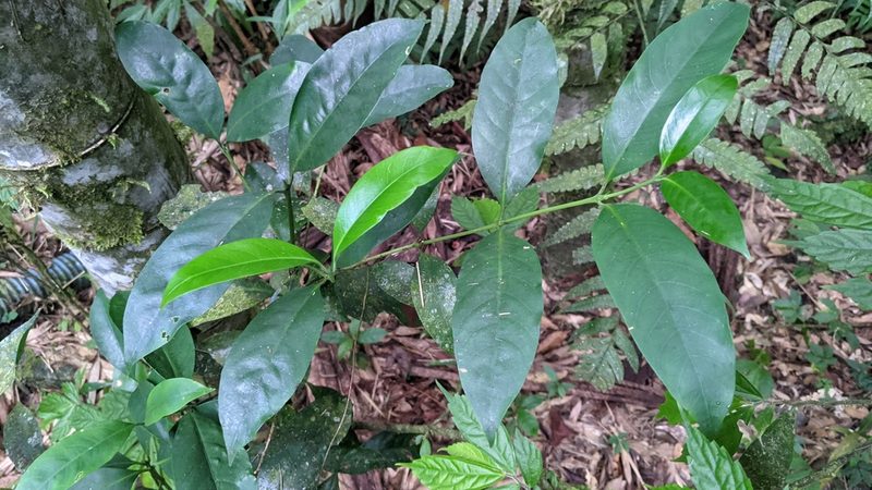 Diplospora dubia, photographed by Cheng-Te Hsu
