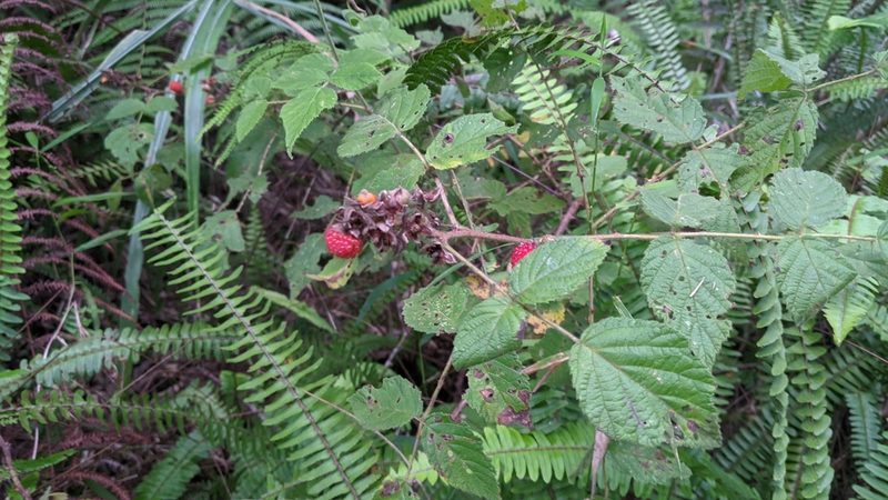 Rubus parviaraliifolius, photographed by Cheng-Te Hsu