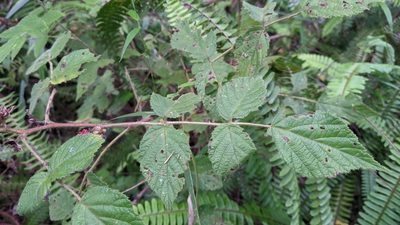 Rubus parviaraliifolius, photographed by Cheng-Te Hsu