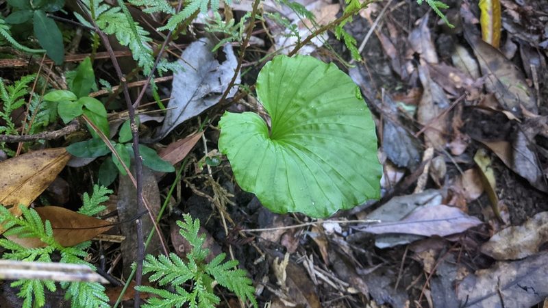 Nervilia concolor, photographed by Cheng-Te Hsu
